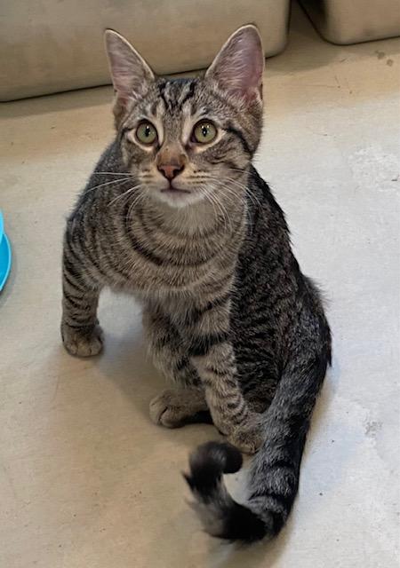 Enlarge Kitty Pryde, an adopted Domestic Short Hair in Henrietta, TX image 2/2