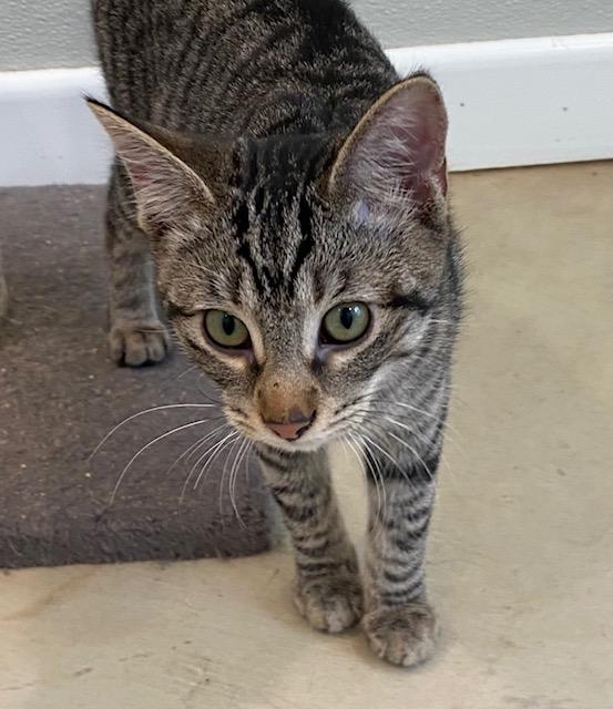 Kitty Pryde, adopted, Young Female Domestic Short Hair.