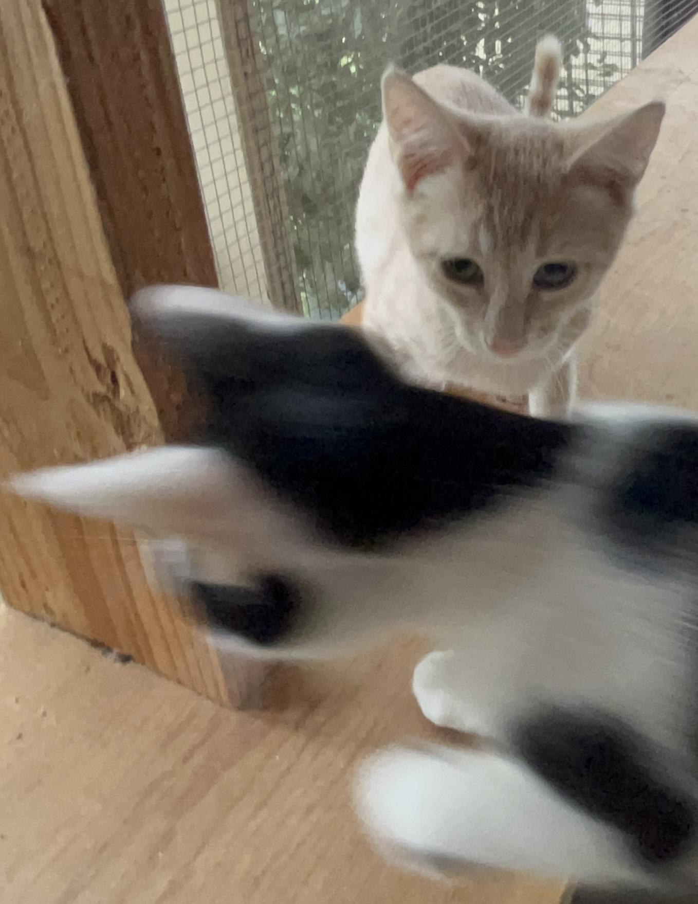 Enlarge Skylark, a Adoptable mixed breed in Moreno Valley, CA image 4/6