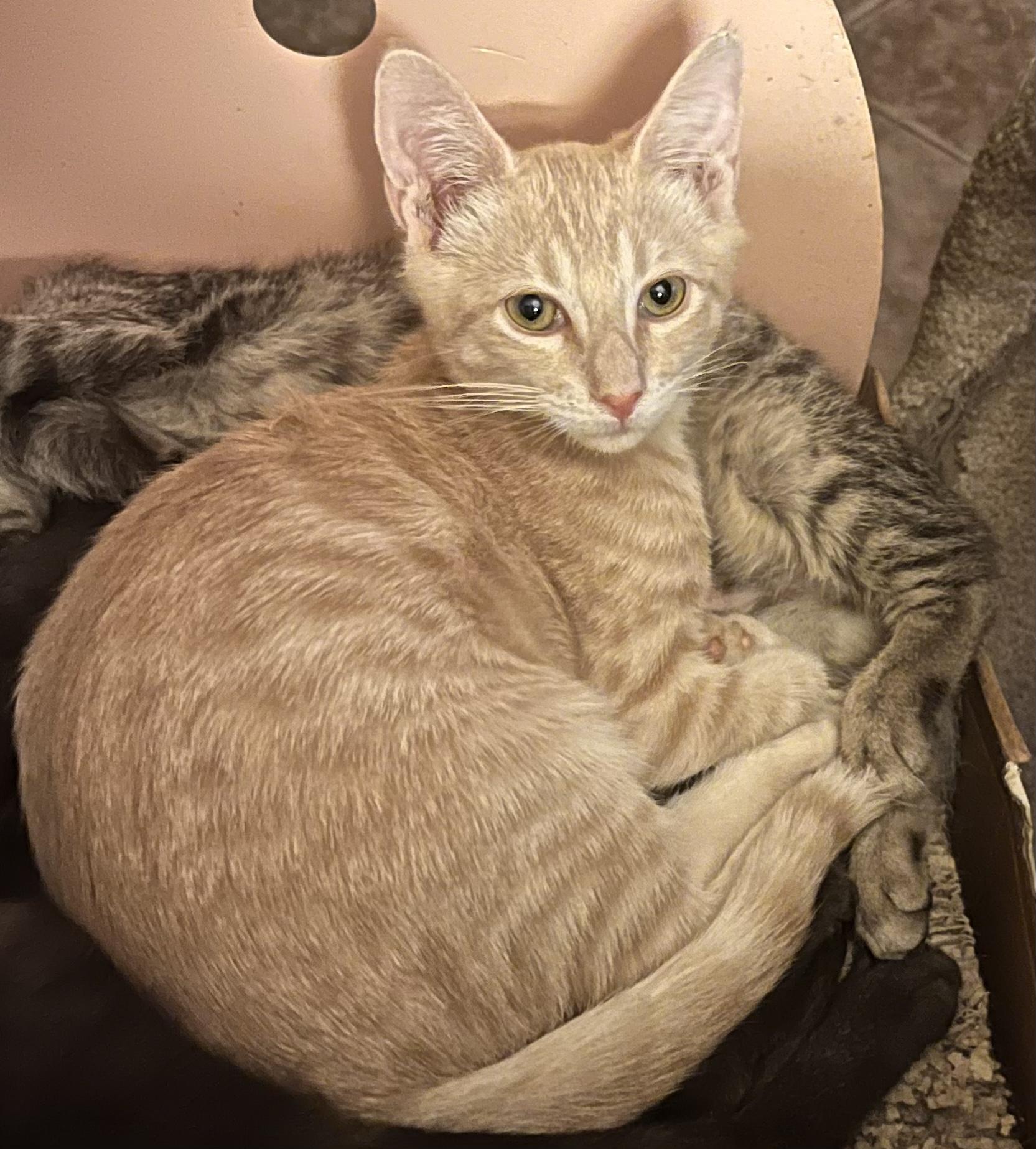 Skylark, Adoptable, Kitten Male American Shorthair & Domestic Short Hair.