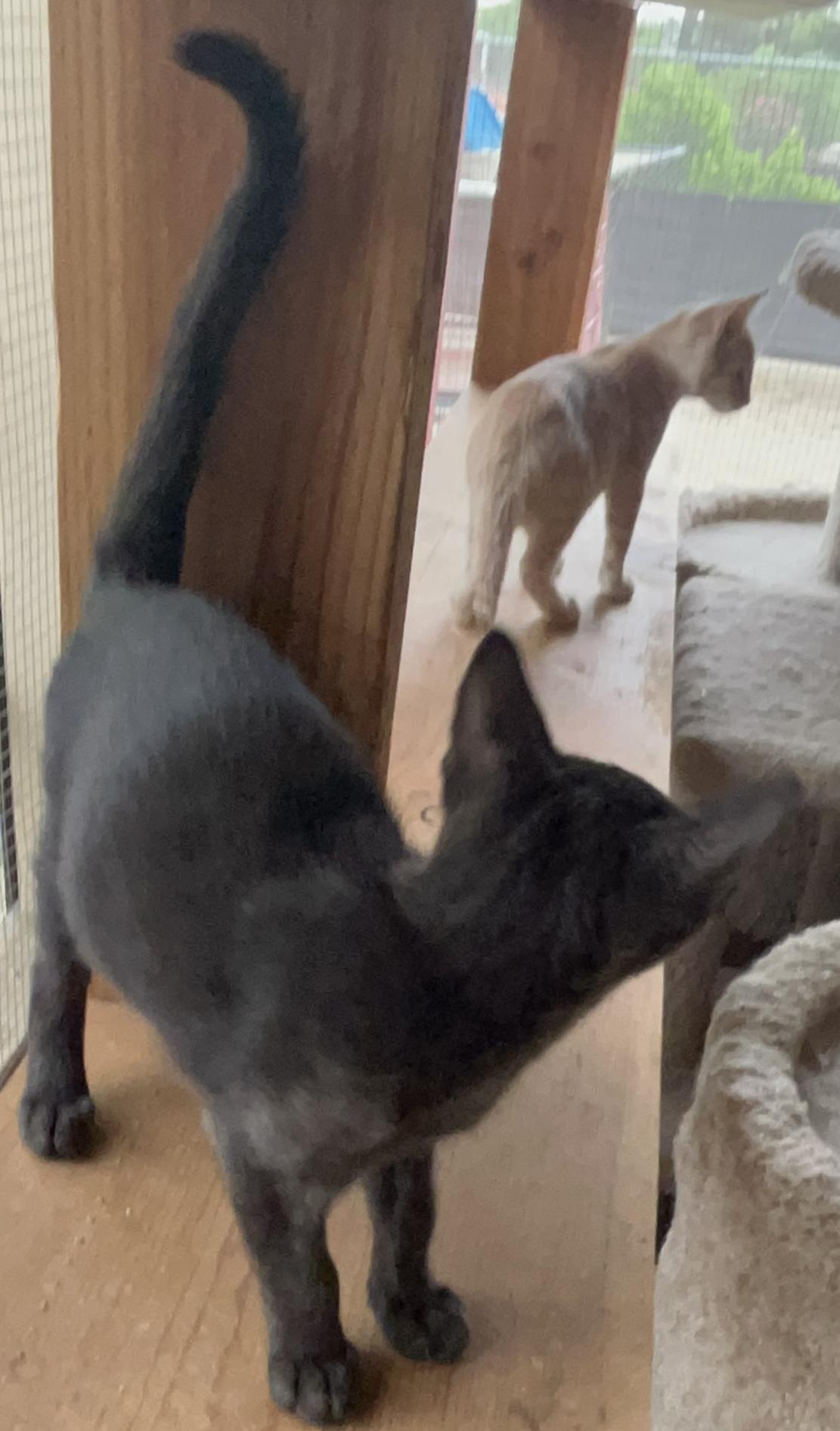 Enlarge Skylark, a Adoptable mixed breed in Moreno Valley, CA image 3/6