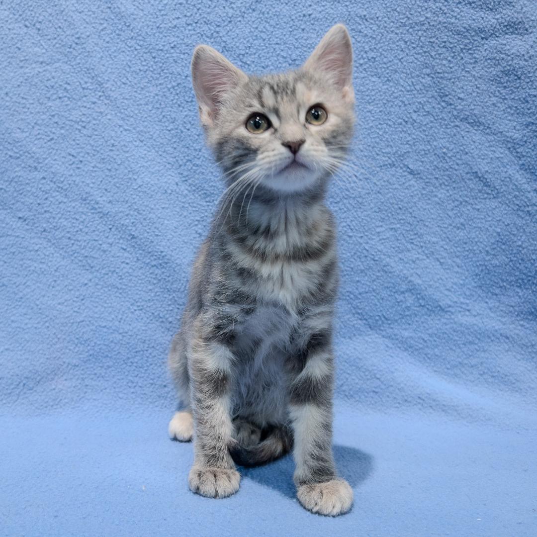 Enlarge Einee, an adoption pending mixed breed in Overland Park, KS image 2/3