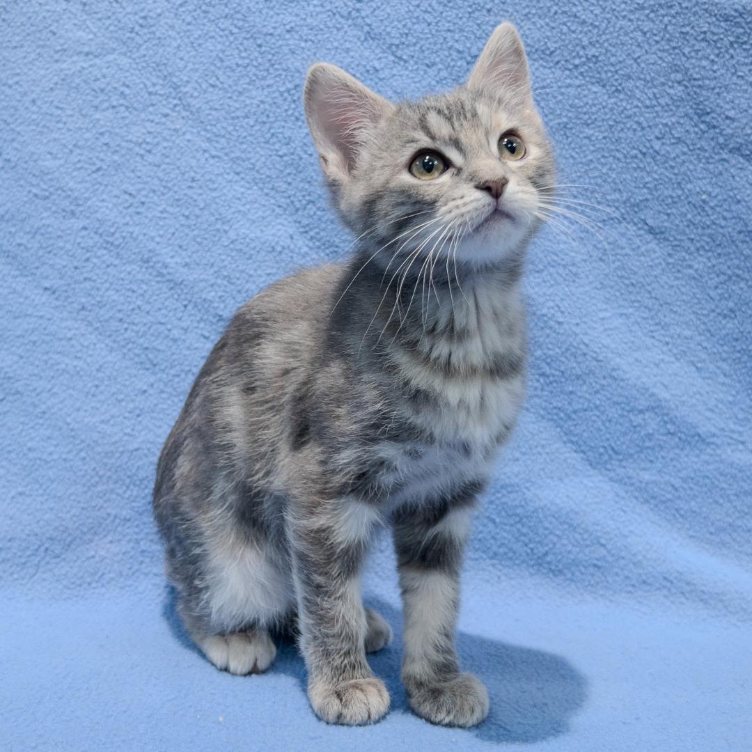 Enlarge Einee, an adoption pending mixed breed in Overland Park, KS image 3/3