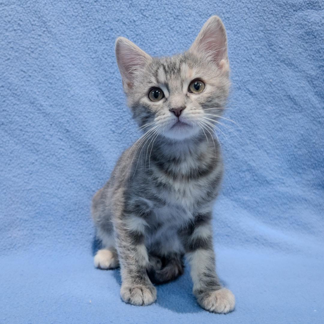 Enlarge Einee, an adoption pending mixed breed in Overland Park, KS image 1/3