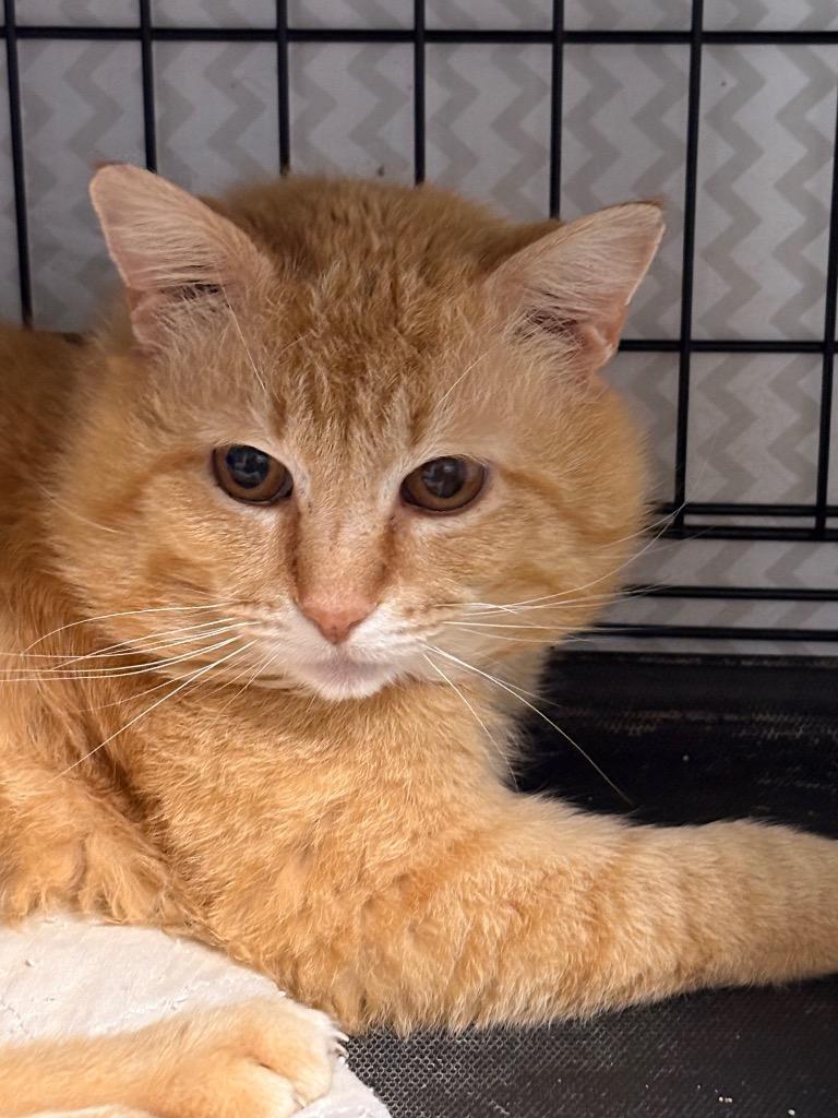 Heathcliff, Adoptable, Adult Male Domestic Short Hair.