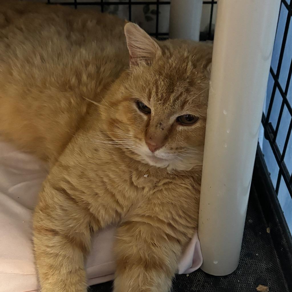 Enlarge Heathcliff, a Adoptable mixed breed in Hartford City, IN image 2/3