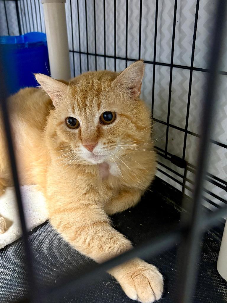 Enlarge Heathcliff, a Adoptable mixed breed in Hartford City, IN image 3/3
