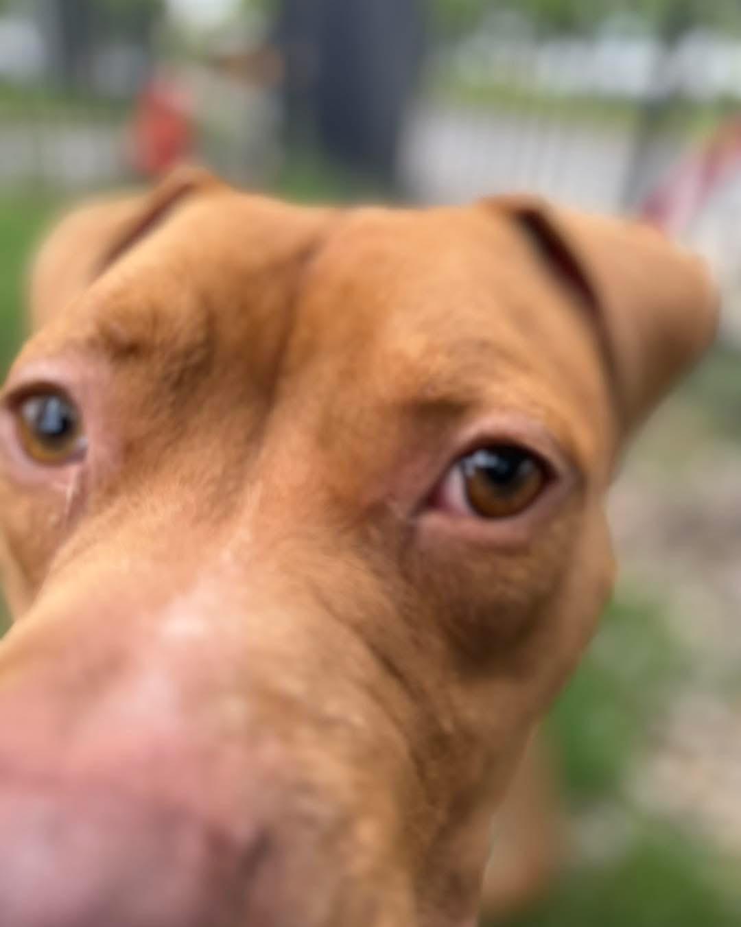 Razzie, a ADOPTABLE mixed breed in Buffalo, NY image 3/5
