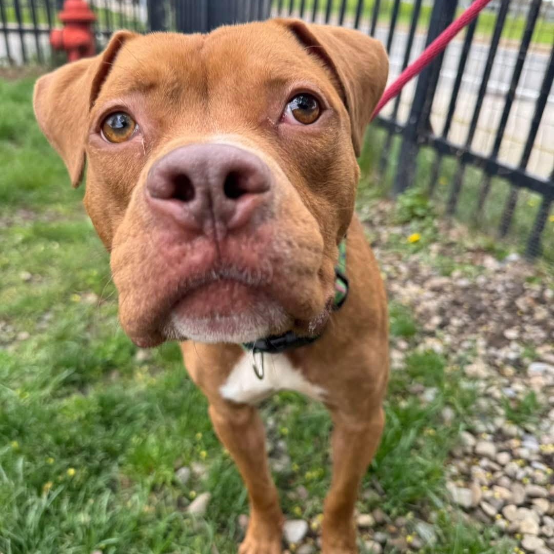 Razzie, a ADOPTABLE mixed breed in Buffalo, NY image 2/5