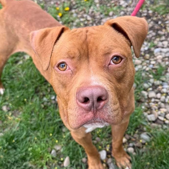 Razzie, ADOPTABLE, Young Male Pit Bull Terrier.