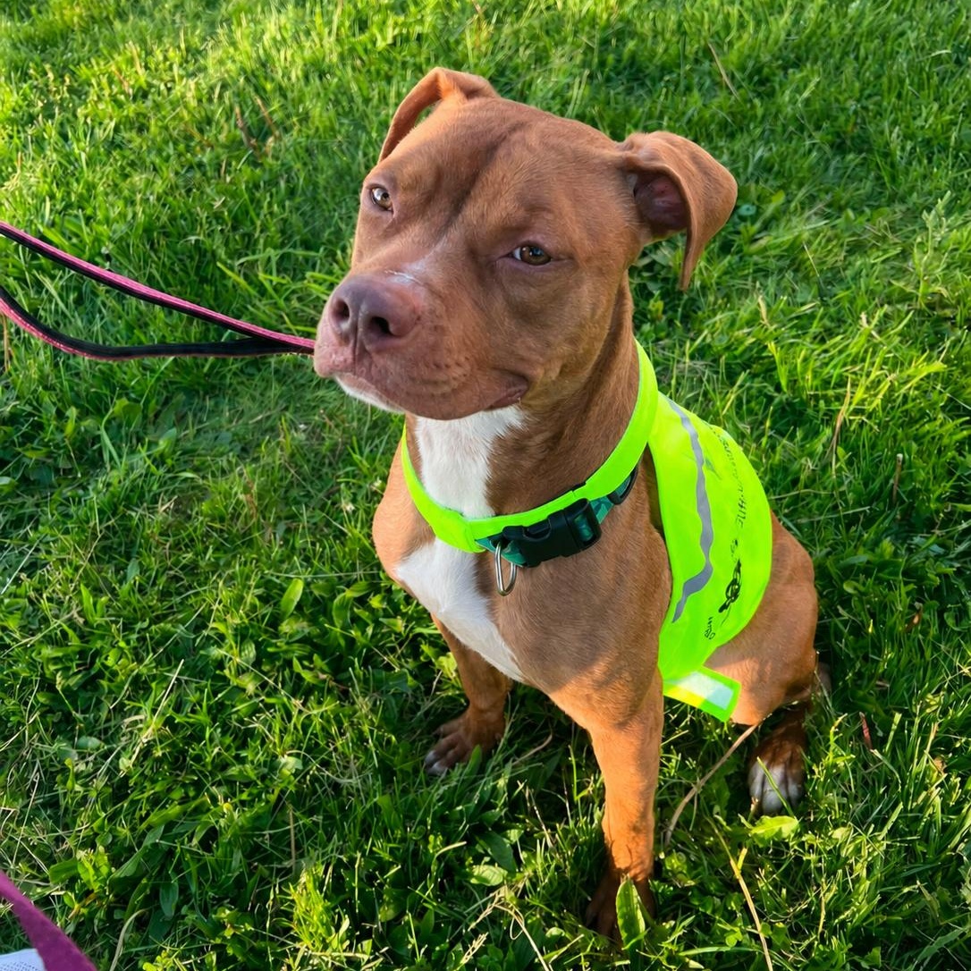 Razzie, a ADOPTABLE mixed breed in Buffalo, NY image 5/5