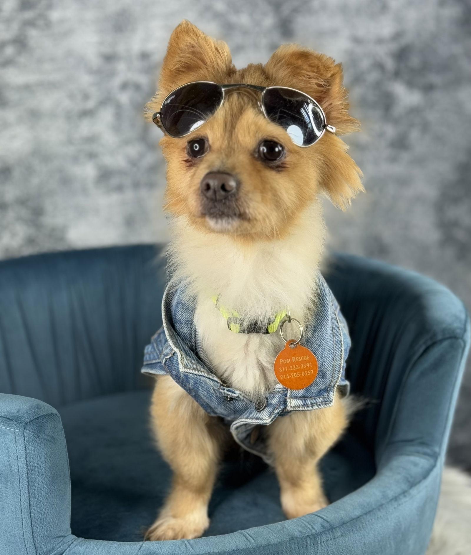 Toe Beans, Adopted, Young Male Pomeranian.