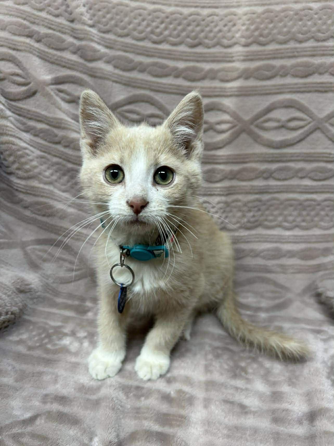 Fizz , ADOPTABLE, Kitten Male Domestic Short Hair.