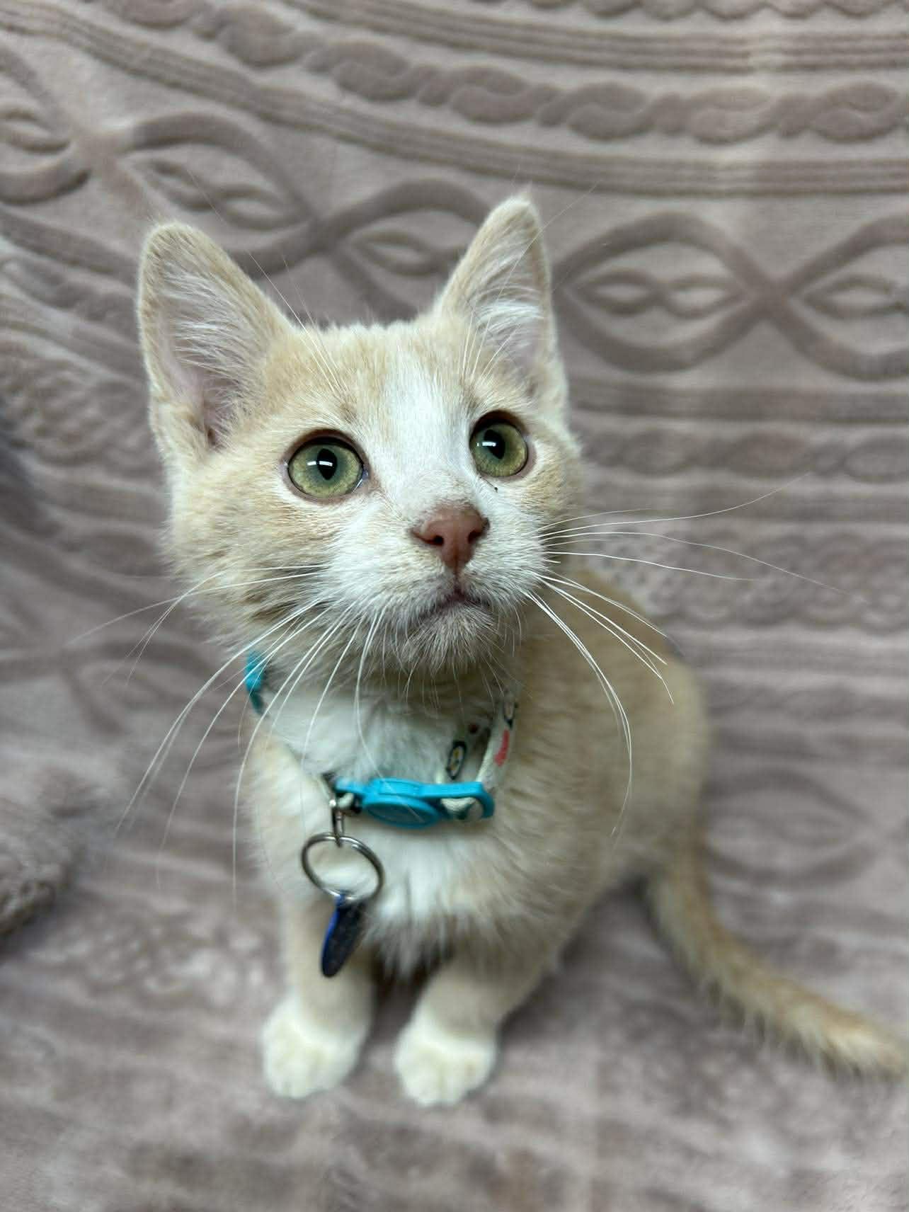 Enlarge Fizz , a ADOPTABLE Domestic Short Hair in Alexandria, MN image 2/2