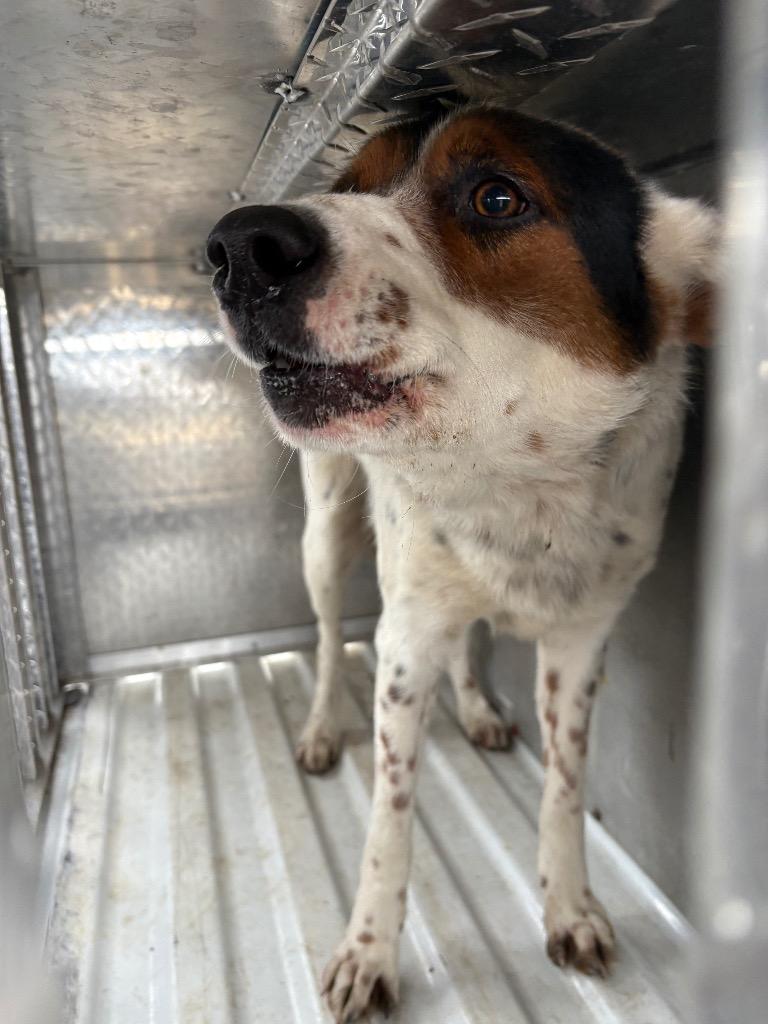 Prissy, Adoptable, Young Female Mixed Breed & Border Collie.