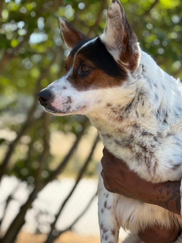 Enlarge Prissy, a Adoptable mixed breed in Effingham, SC image 1/5