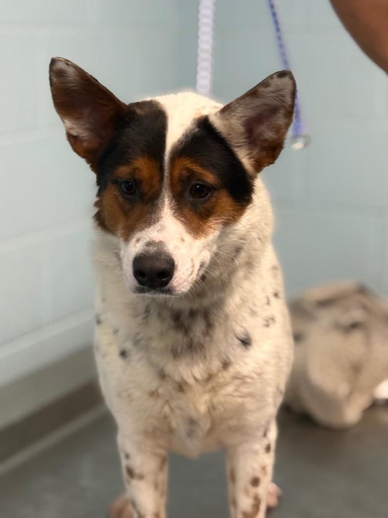 Enlarge Prissy, a Adoptable mixed breed in Effingham, SC image 2/5