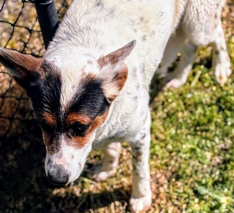 Enlarge Prissy, a Adoptable mixed breed in Effingham, SC image 2/2