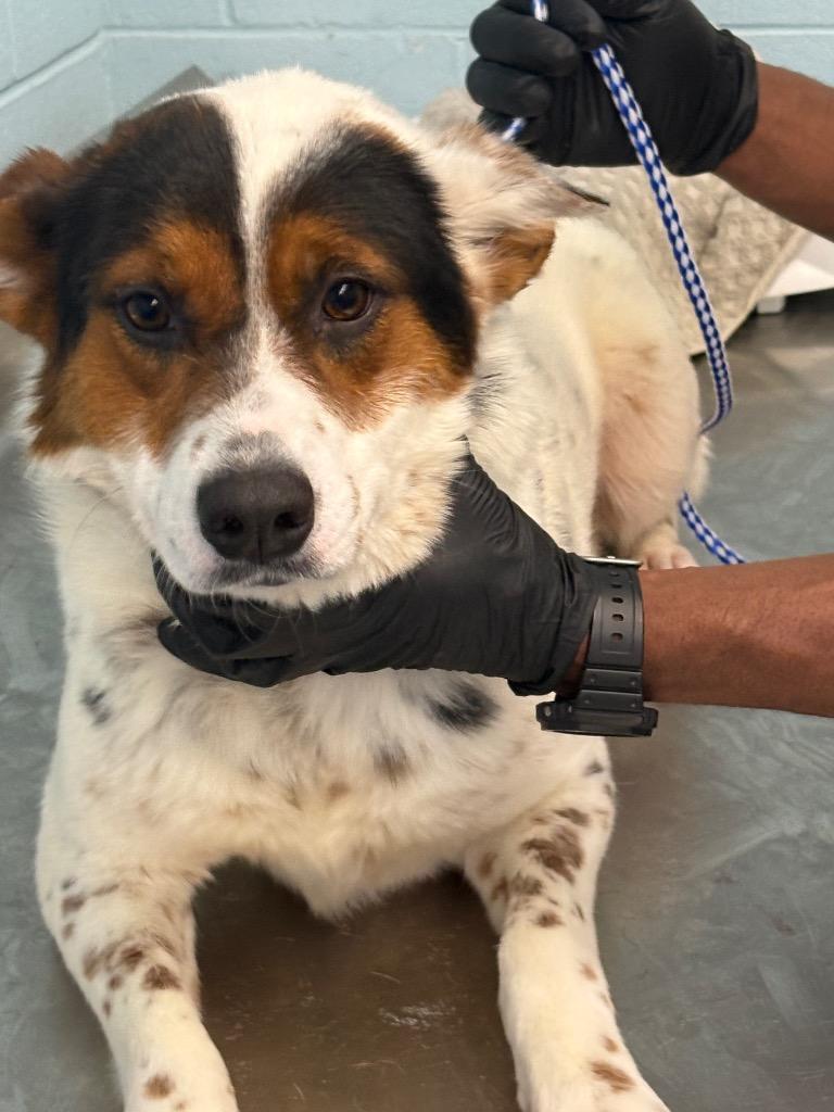 Enlarge Prissy, a Adoptable mixed breed in Effingham, SC image 4/5