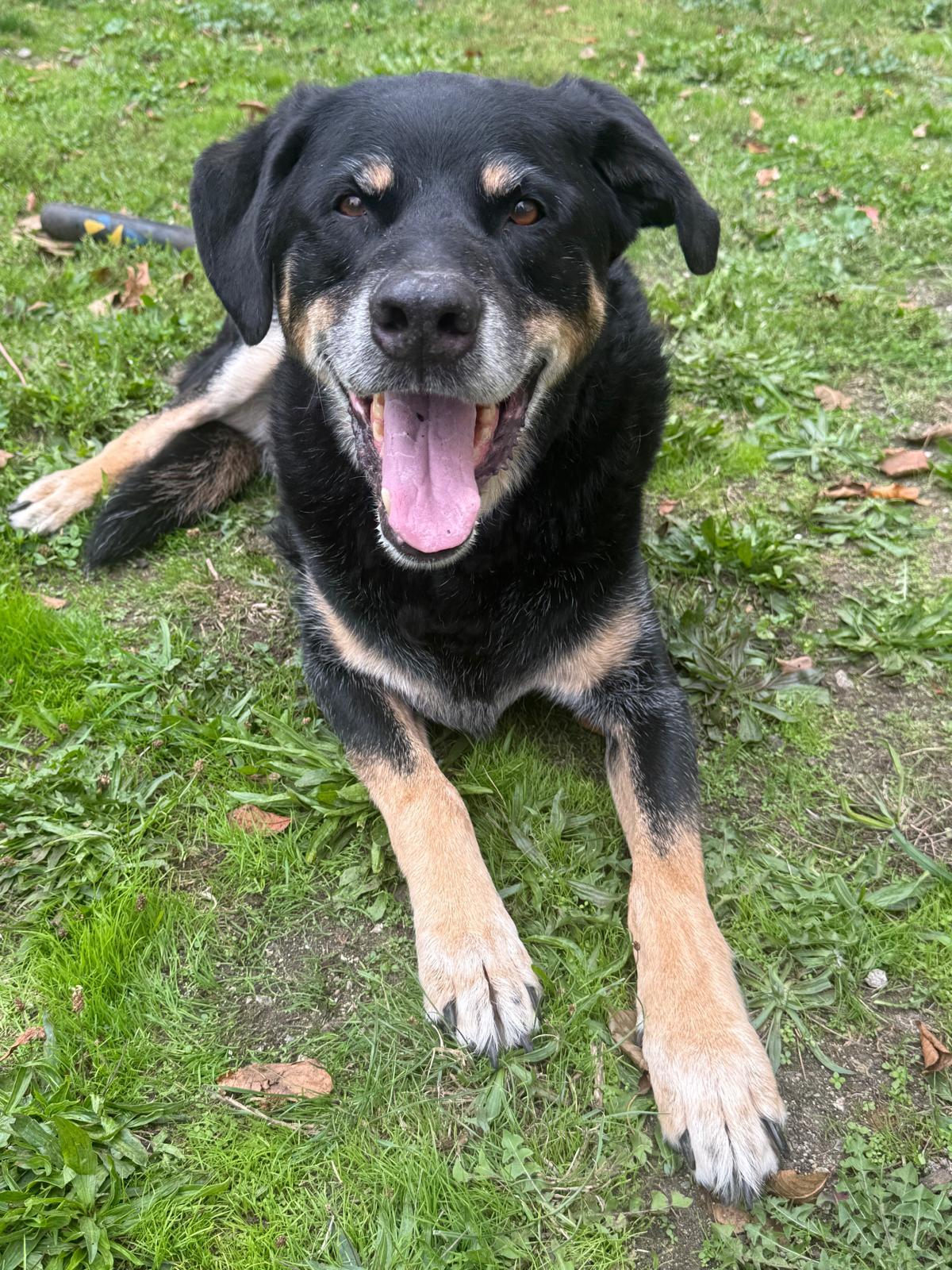 Enlarge Frank - UPDATE, a Adoptable mixed breed in Vancouver, BC image 2/4