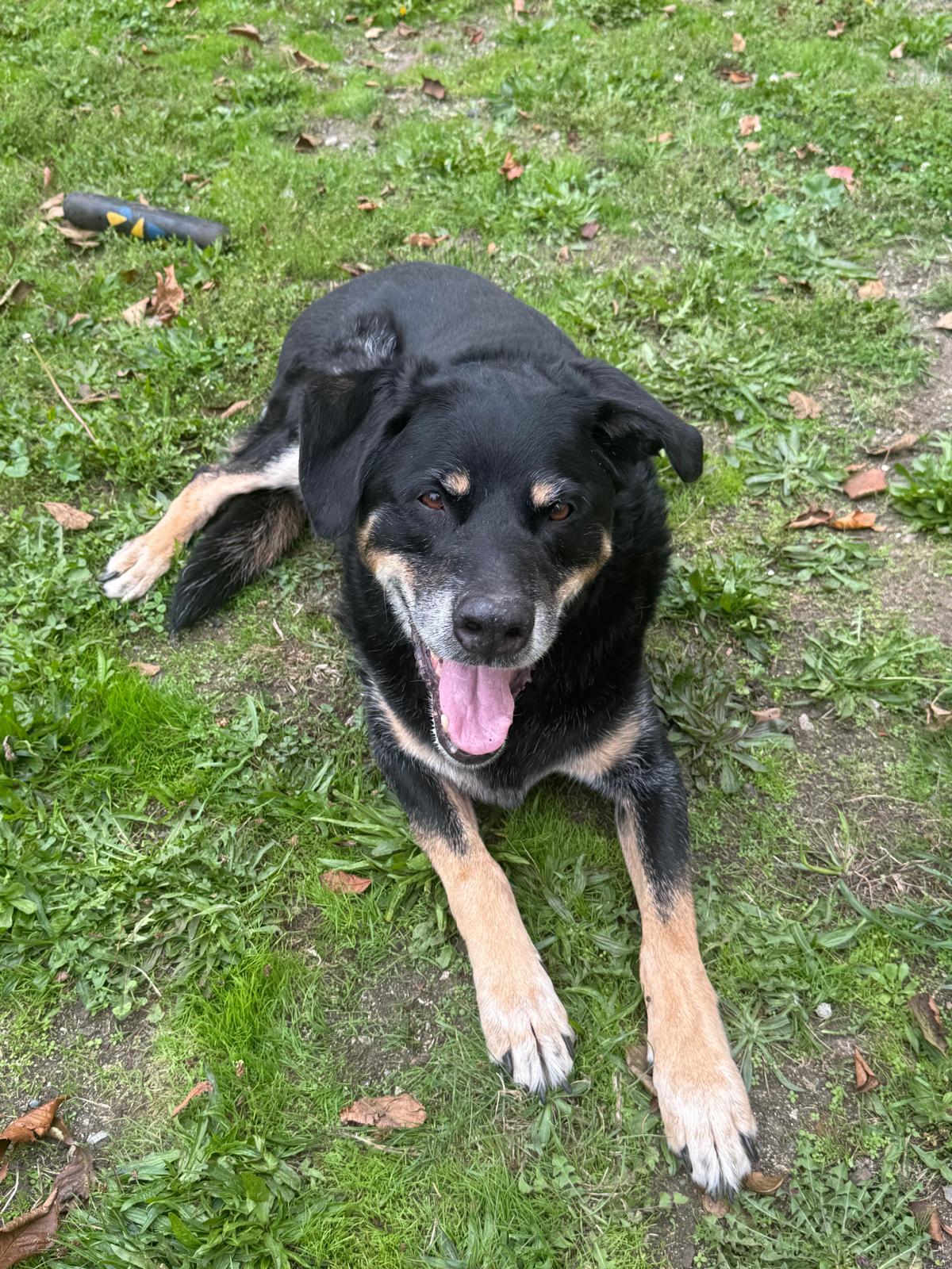 Enlarge Frank - UPDATE, a Adoptable mixed breed in Vancouver, BC image 4/4