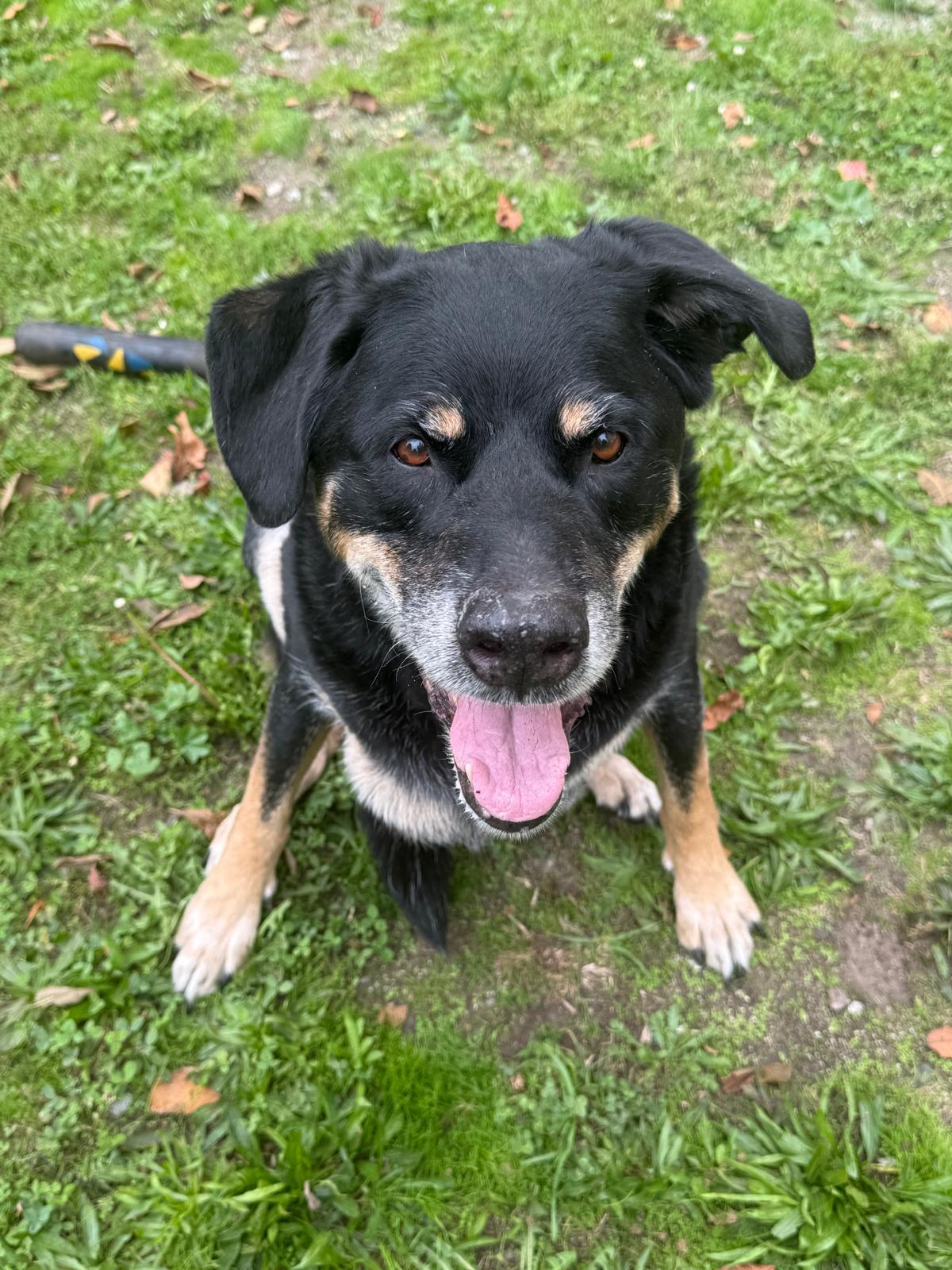 Enlarge Frank - UPDATE, a Adoptable mixed breed in Vancouver, BC image 3/4