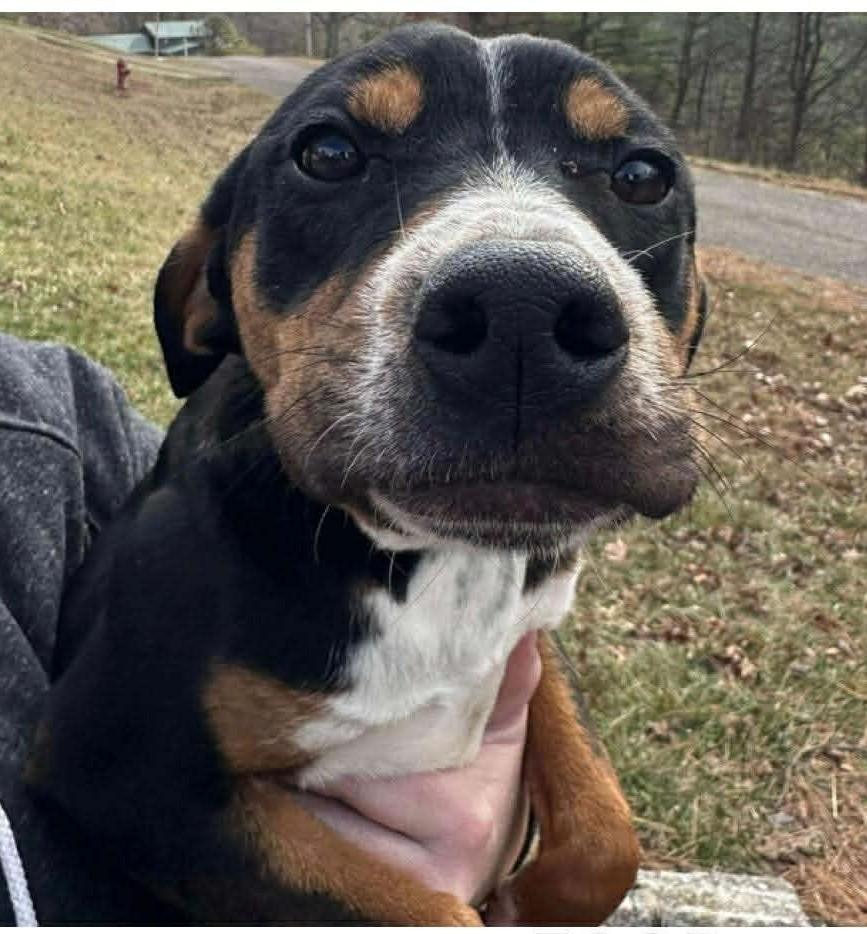 Enlarge Dory, an adopted mixed breed in Bartlett, IL image 1/2