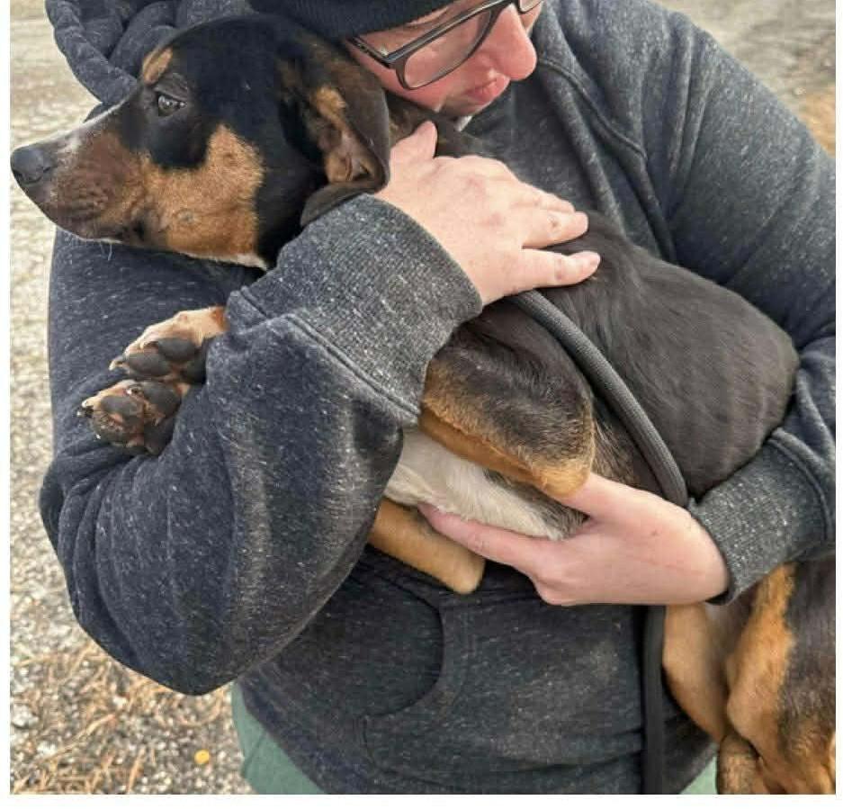 Enlarge Dory, an adopted mixed breed in Bartlett, IL image 2/2