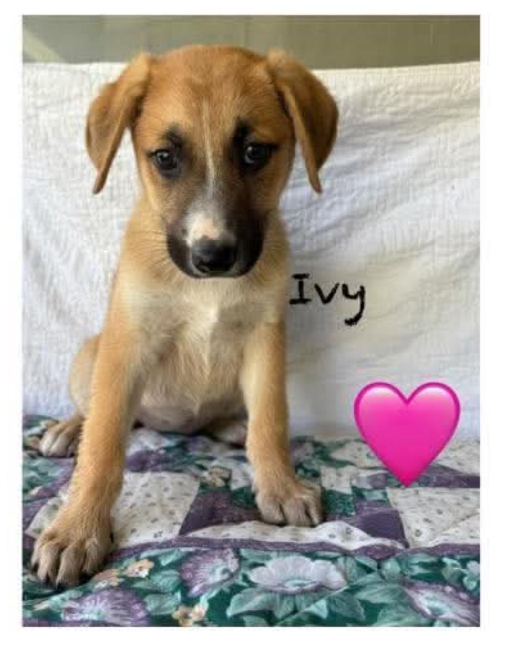 Ivy, a ADOPTABLE Mixed Breed in Columbia, MD image 2/5
