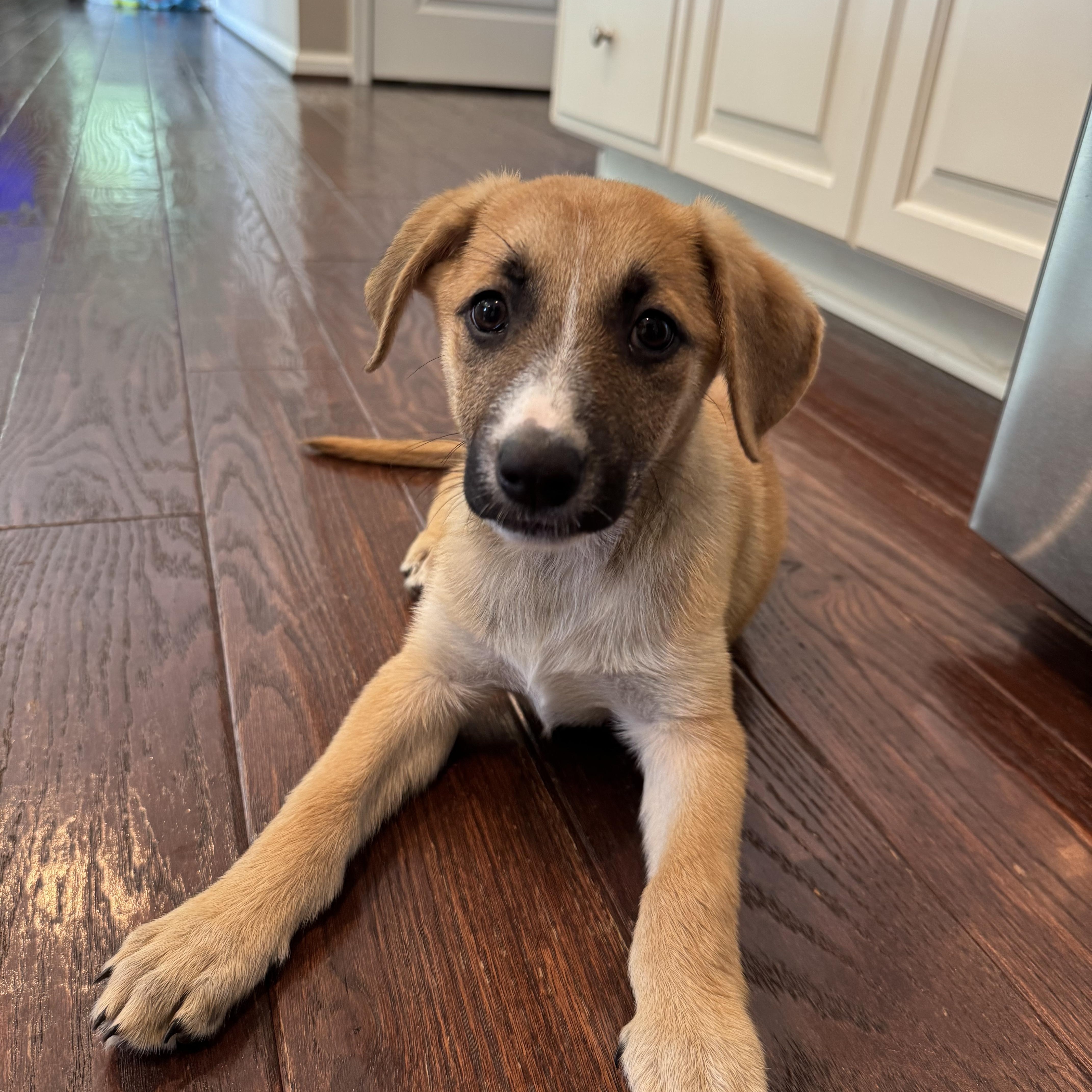 Ivy, ADOPTABLE, Puppy Female Mixed Breed.