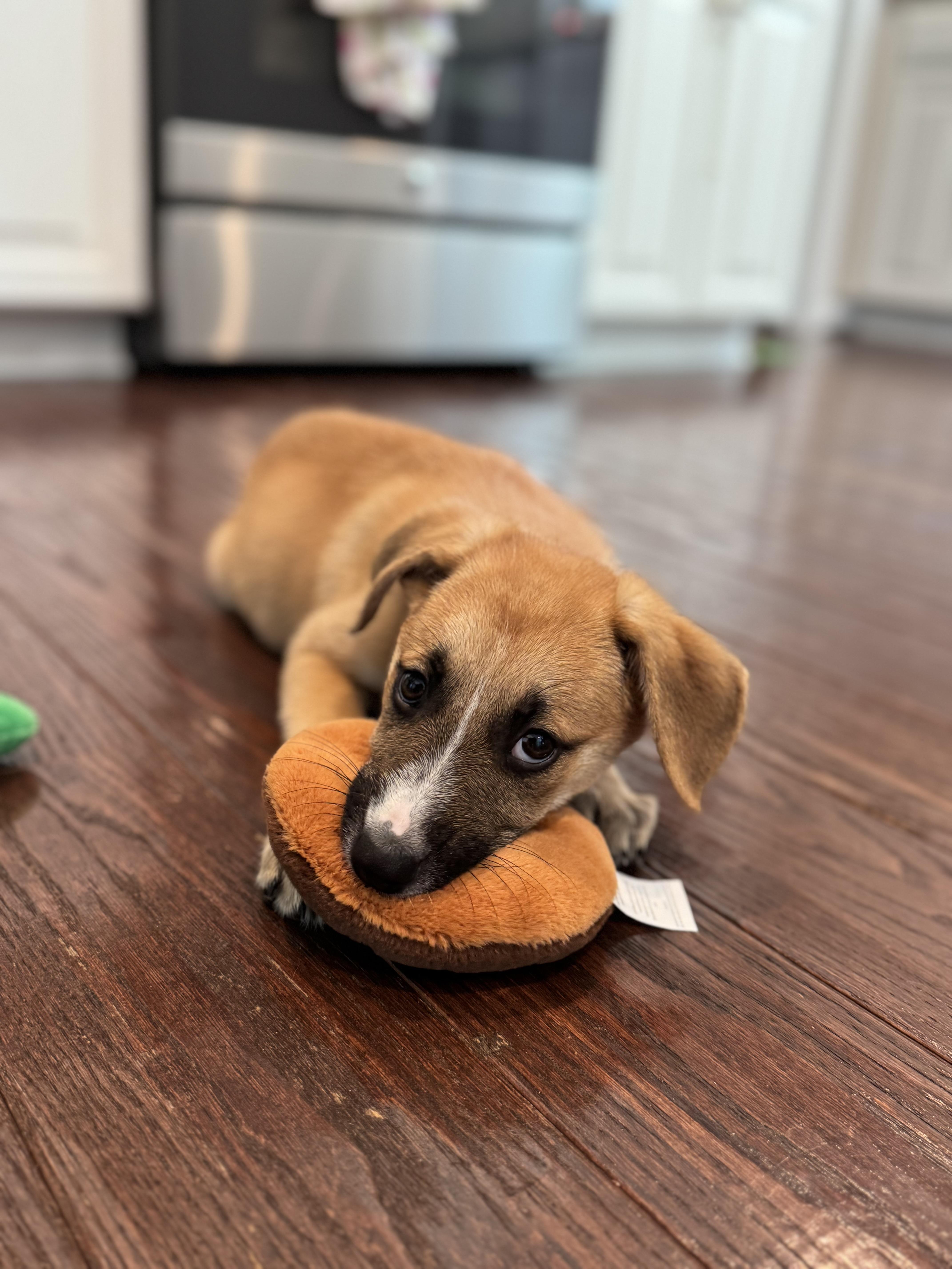 Ivy, a ADOPTABLE Mixed Breed in Columbia, MD image 3/5