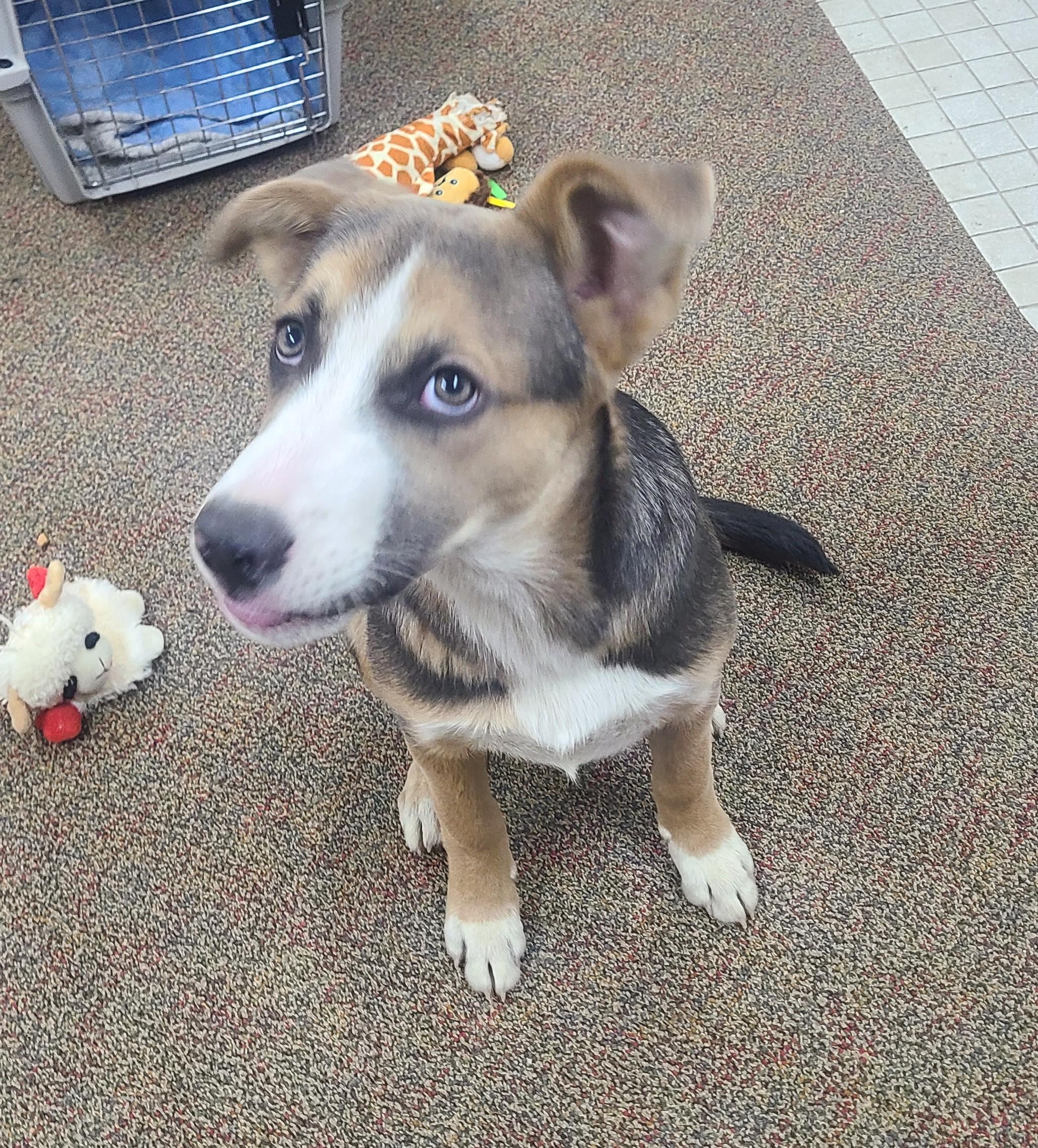 Enlarge Romeo, a ADOPTABLE German Shepherd Dog in Newcastle, WY image 2/3