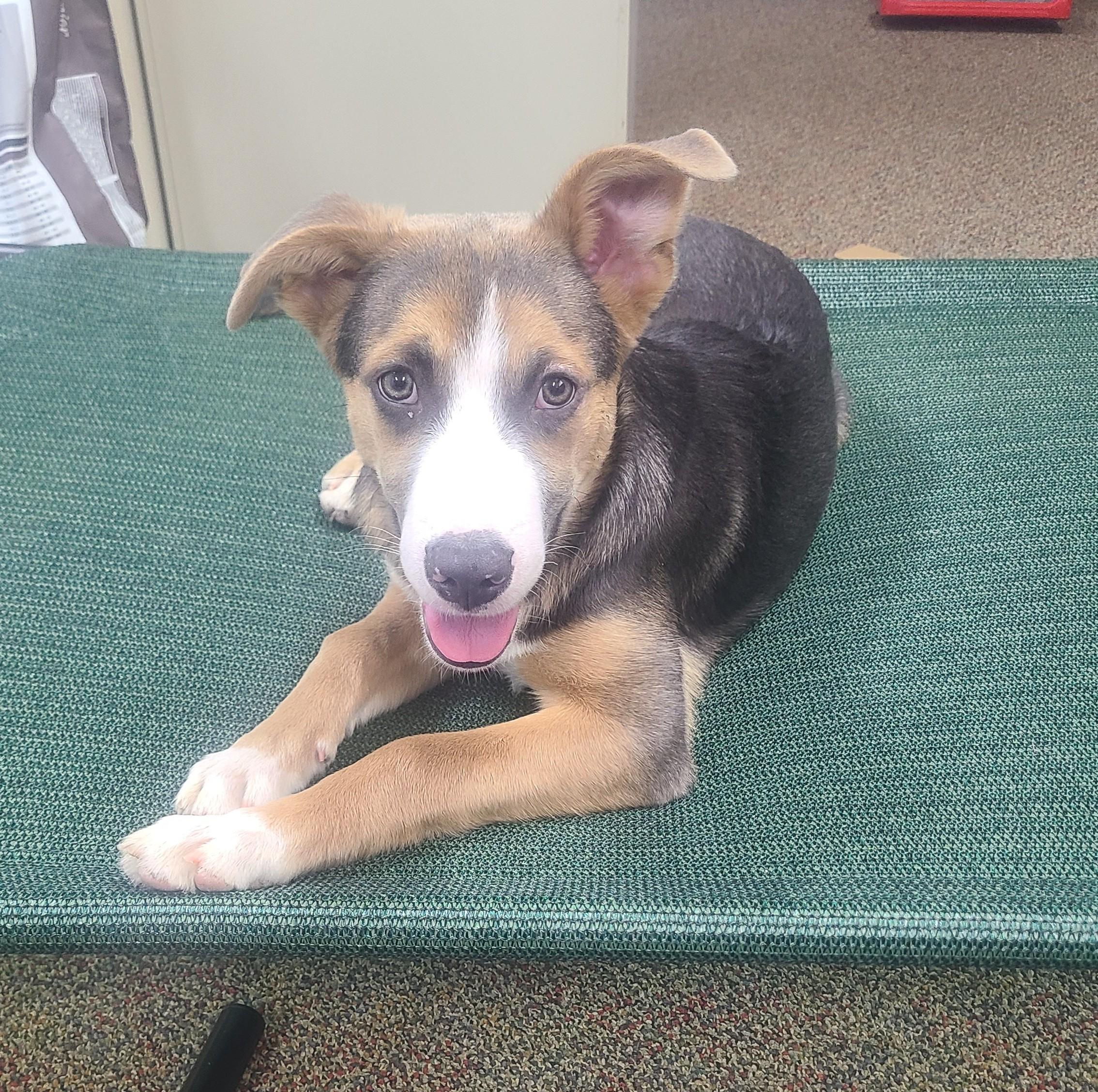 Romeo, ADOPTABLE, Puppy Male German Shepherd Dog.
