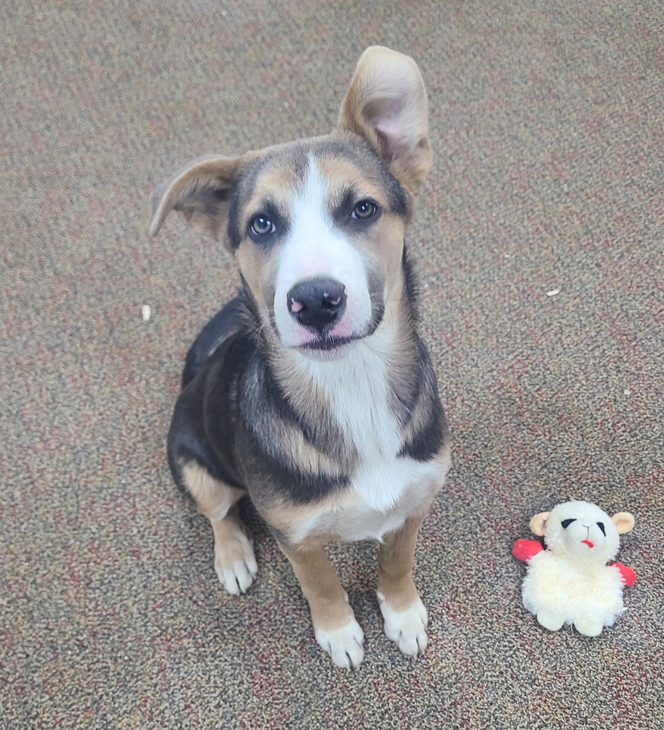 Enlarge Romeo, a ADOPTABLE German Shepherd Dog in Newcastle, WY image 3/3