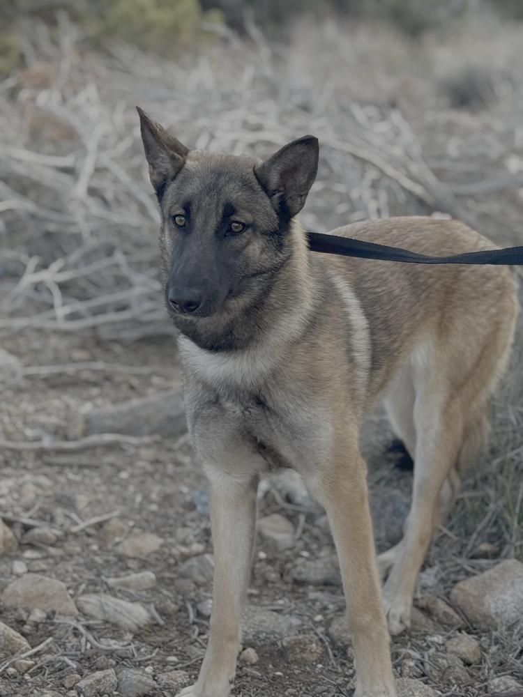 Reign fka Sandra - located in CO, a Adoptable mixed breed in Imlay City, MI image 2/3