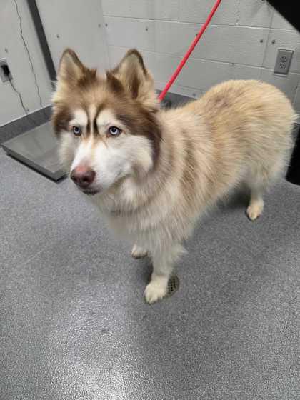 Anah, Adoptable, Adult Female Mixed Breed & Mixed Breed.