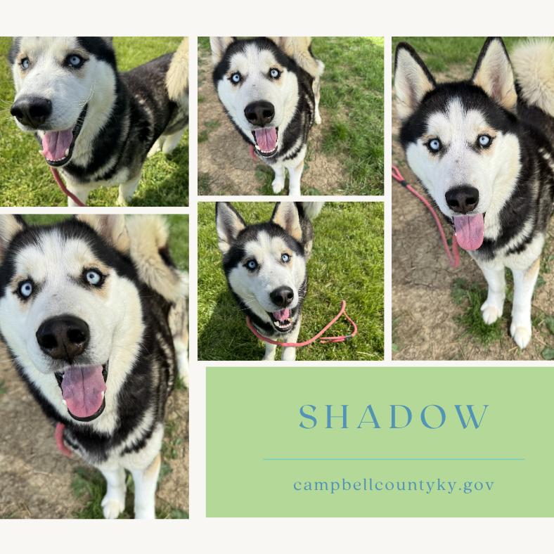 Enlarge Shadow, a Adoptable Siberian Husky in Melbourne, KY image 1/1