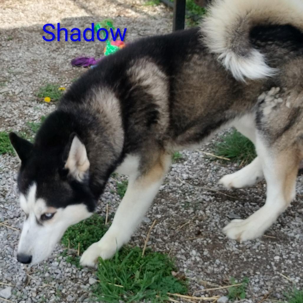 Shadow, Adoptable, Adult Male Siberian Husky.