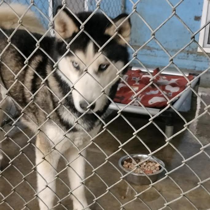 Enlarge Shadow, a Adoptable Siberian Husky in Melbourne, KY image 2/2