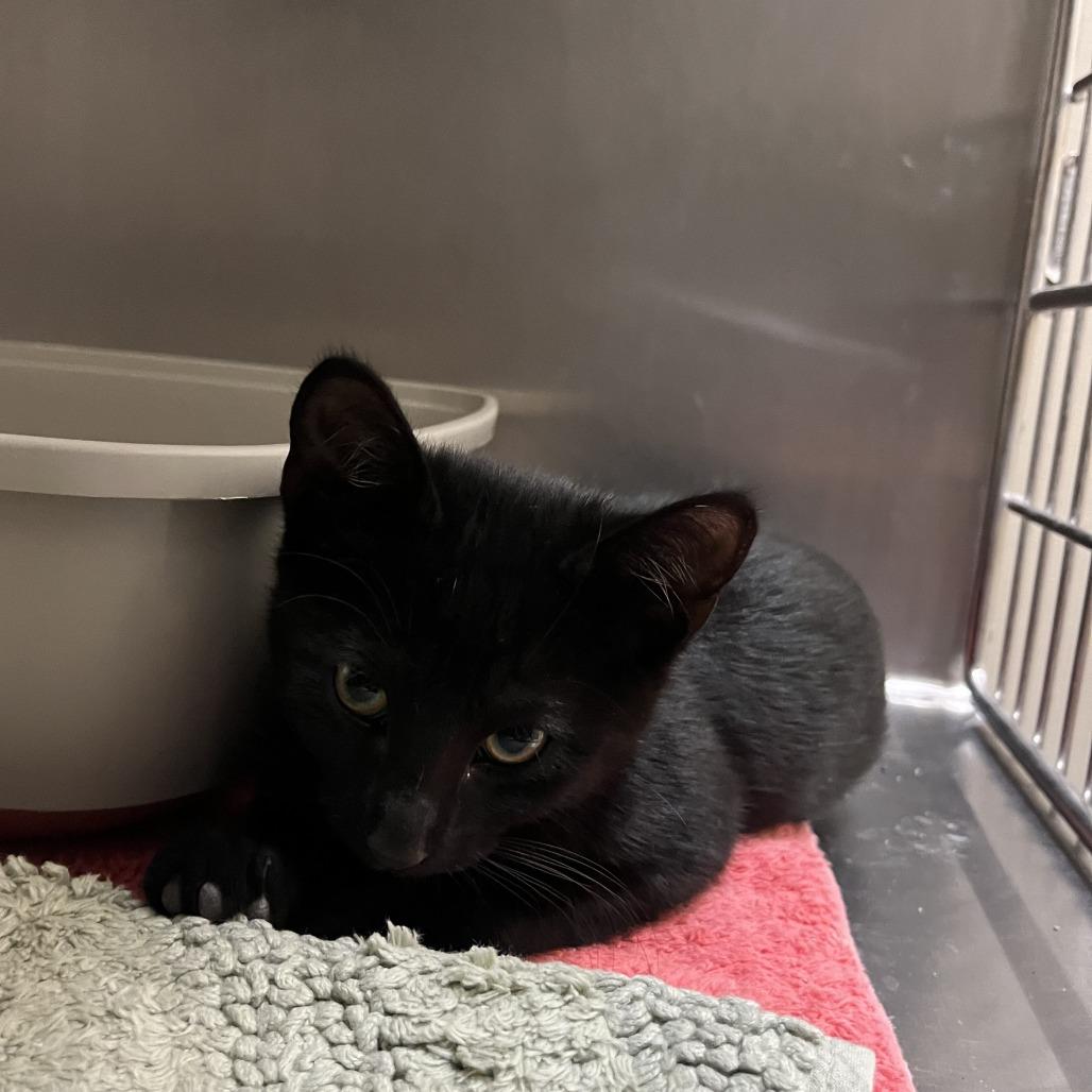 Scrabble, Adoptable, Kitten Male Domestic Short Hair.