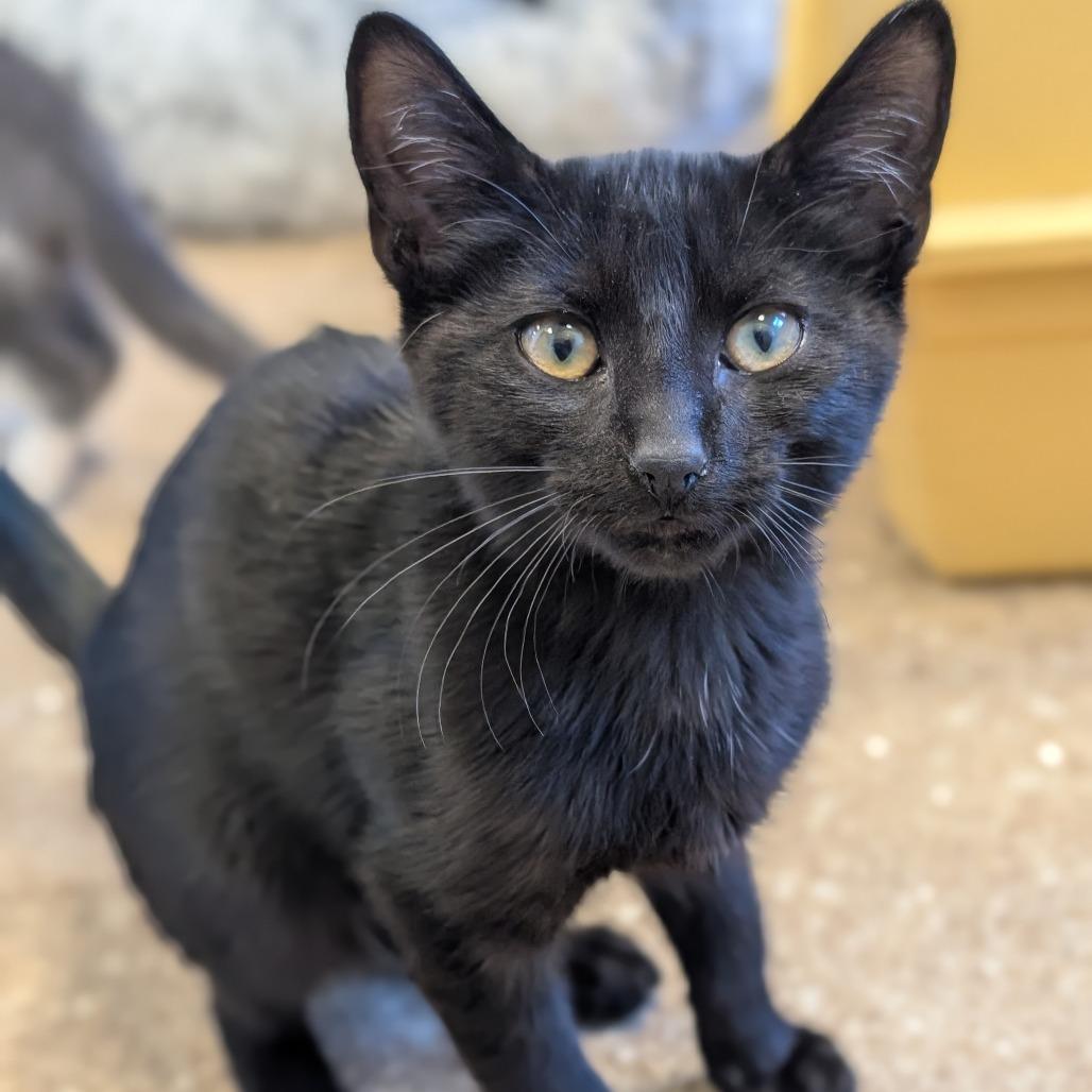 Scrabble, a Adoptable Domestic Short Hair in Sonoma, CA image 2/2