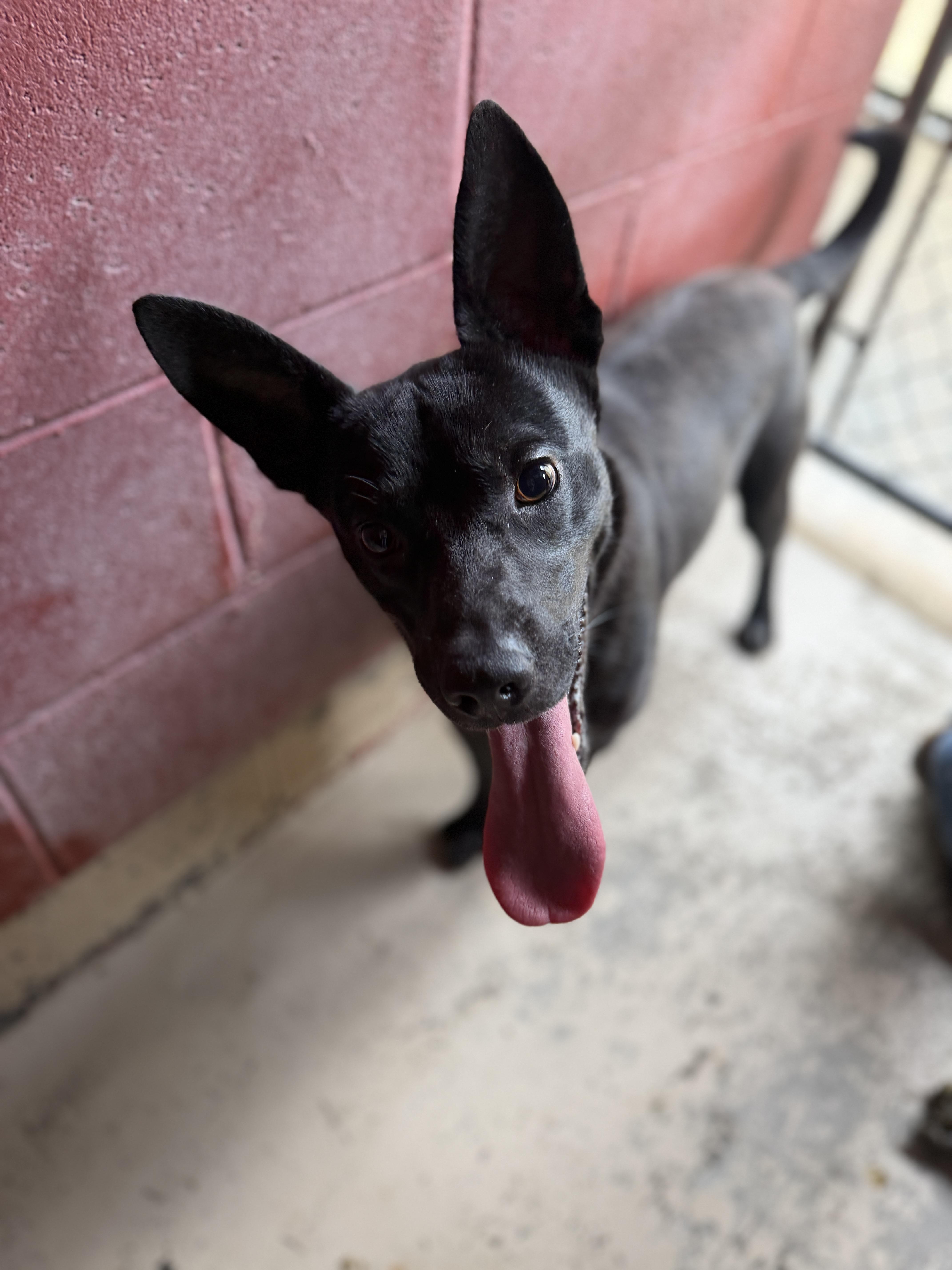 Rocky 11940, Adopted, Young Male Chihuahua.