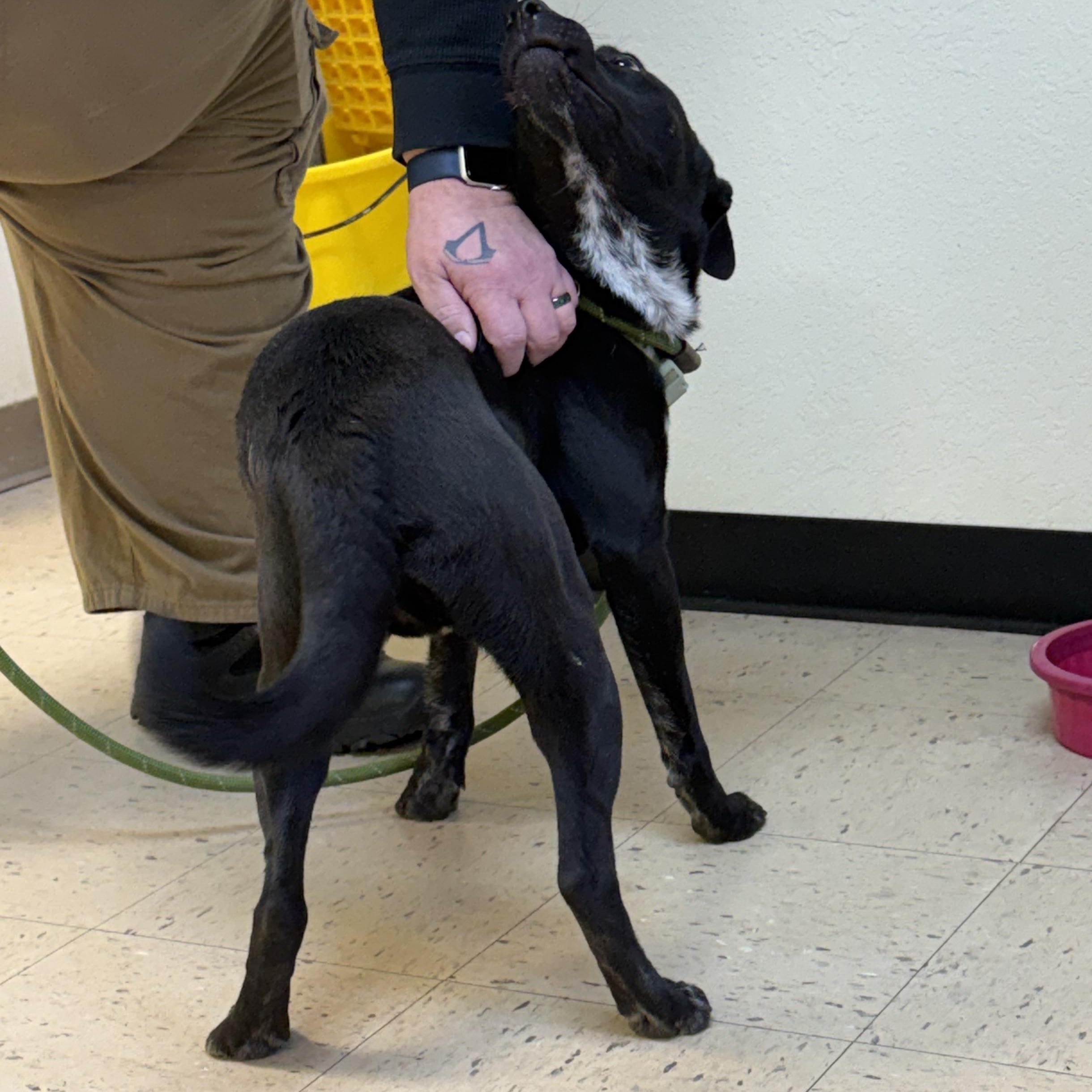 Enlarge Rocky 11940, a ADOPTABLE mixed breed in Elberton, GA image 3/4