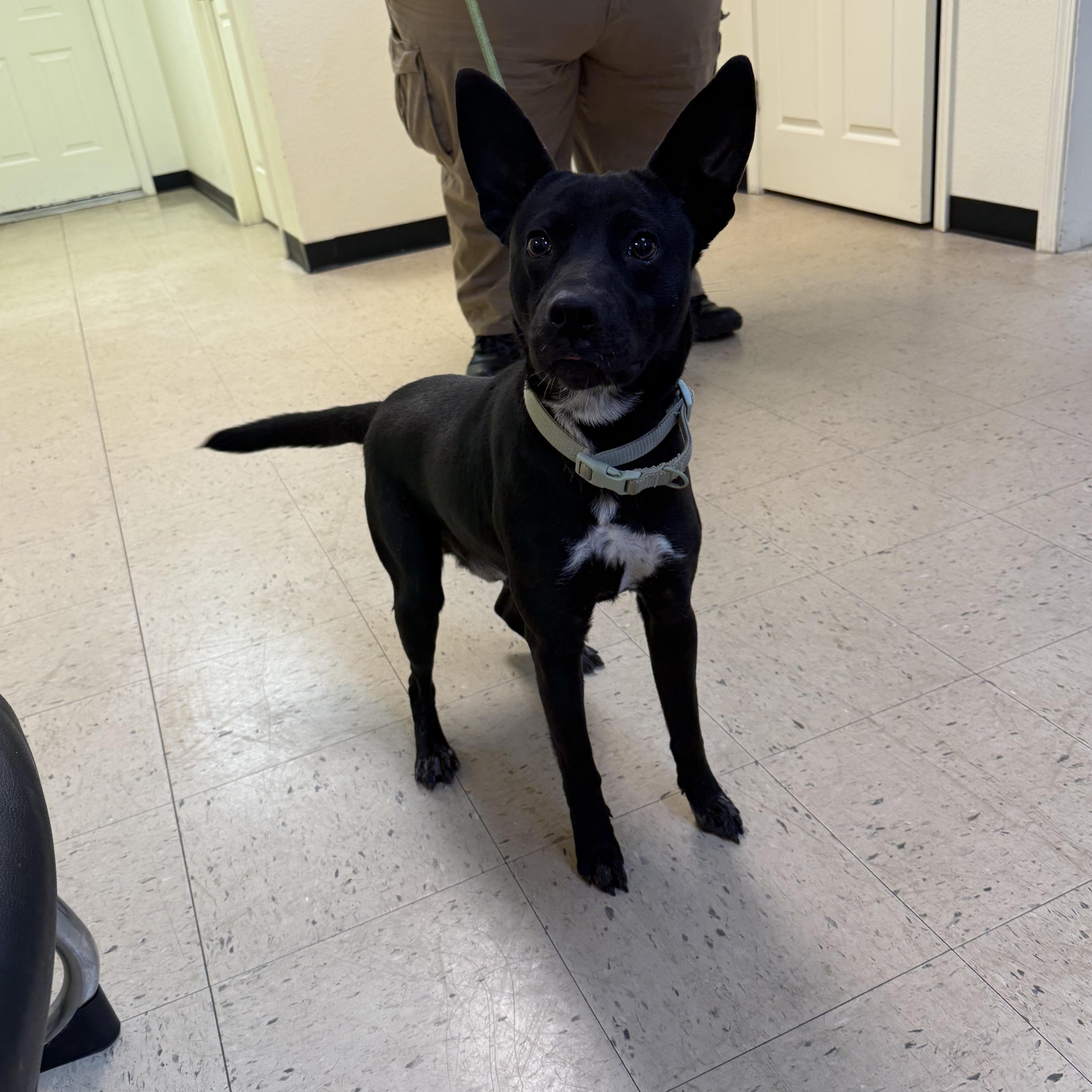 Enlarge Rocky 11940, a ADOPTABLE mixed breed in Elberton, GA image 2/4