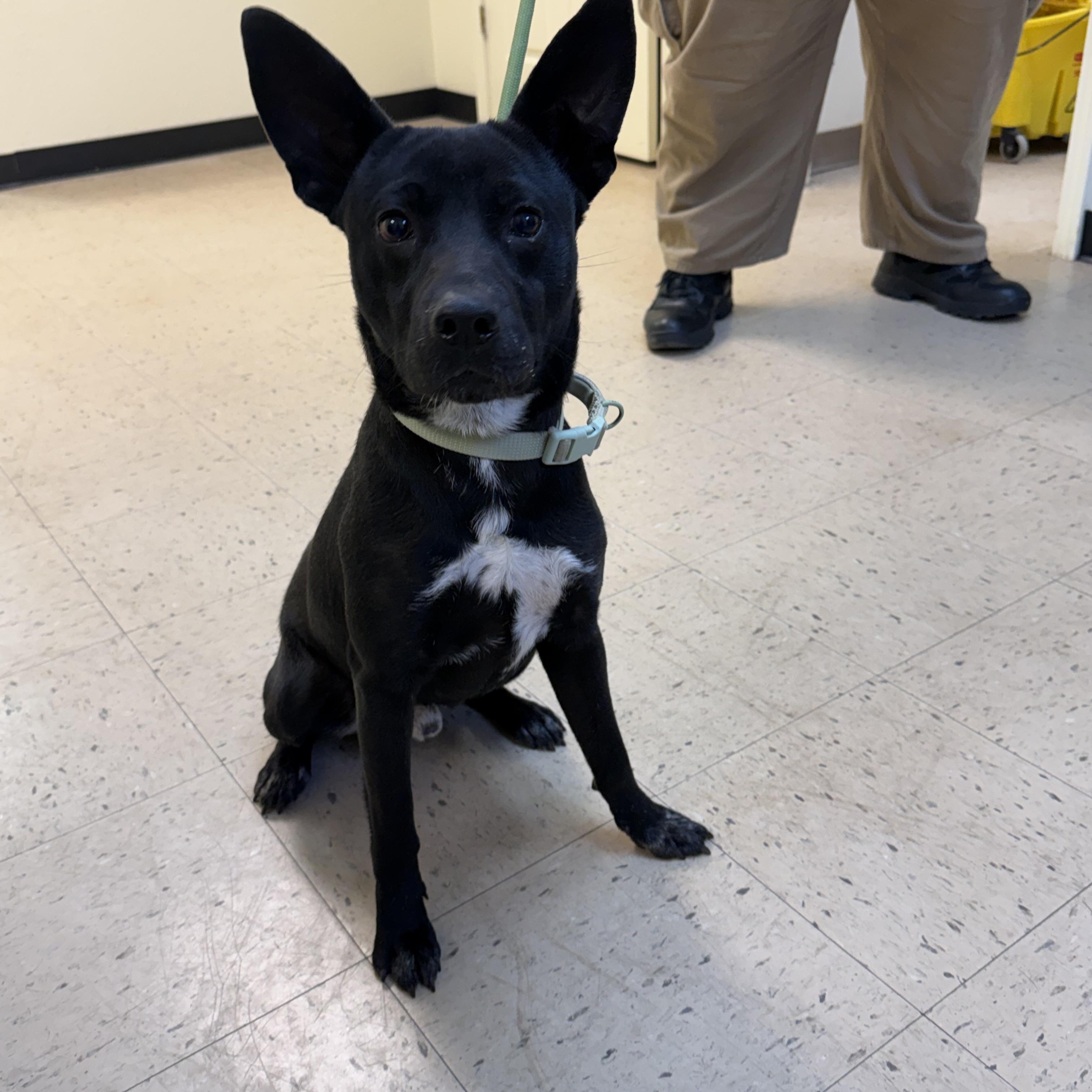 Rocky 11940, ADOPTABLE, Young Male Chihuahua.