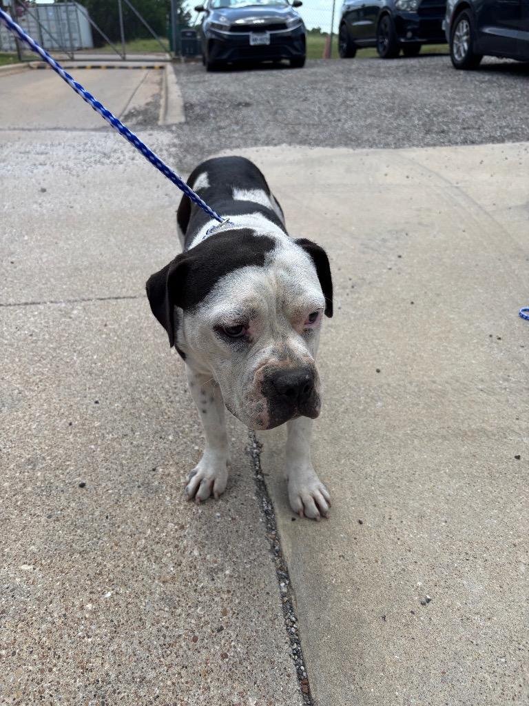 Smiley, Adoptable, Adult Female Pit Bull Terrier.