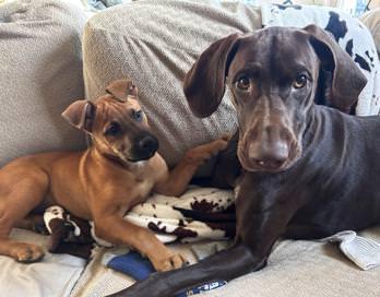 Enlarge June, an adopted mixed breed in Duluth, GA image 3/5