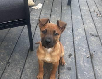 June, adopted, Puppy Female Boxer & American Staffordshire Terrier.