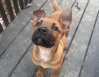 Enlarge June, an adopted mixed breed in Duluth, GA image 2/5