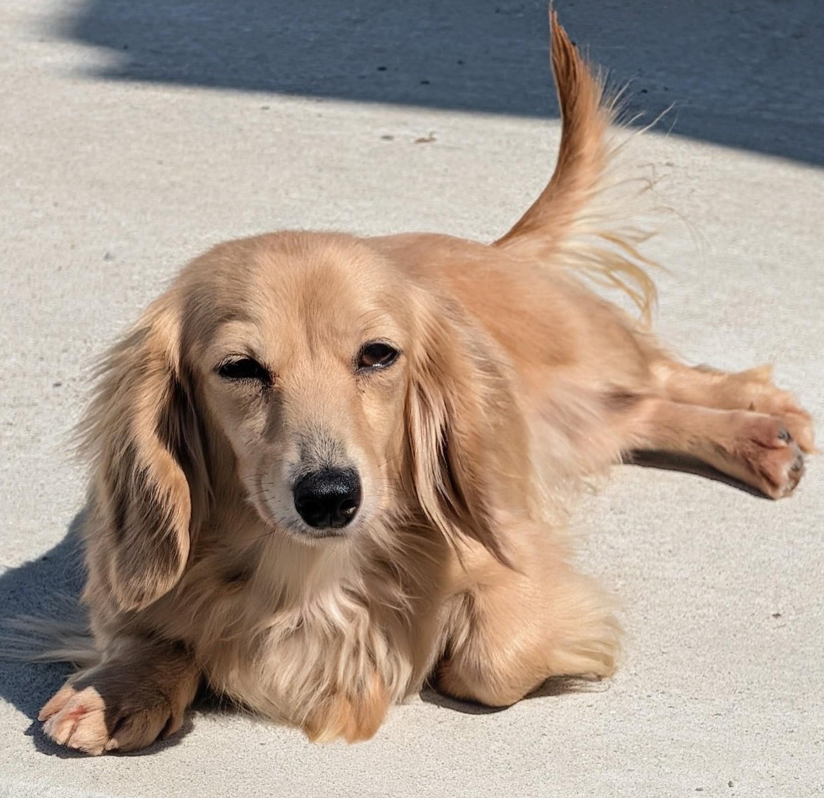 Enlarge Eve in SC, a ADOPTABLE Dachshund (Long Haired) in Georgetown, SC image 5/5